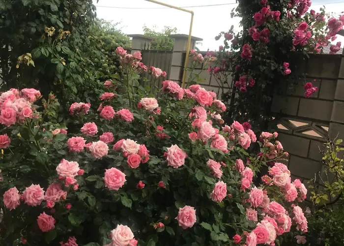 Homestay szállás Casa Deniz *